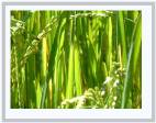 Green Rice - by Alastair Seaman * 800 x 600 * (123KB)
